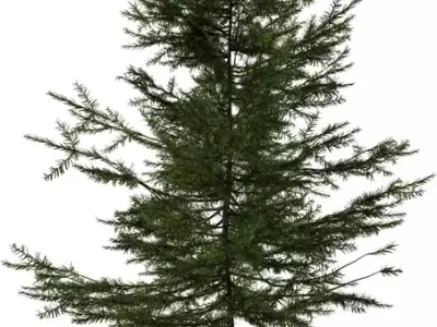 Photorealistic Pine Tree 3D Model Pack Low-poly 3D model
