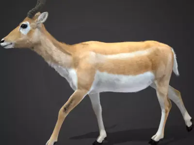 Young Blackbuck Realistic Animated 3D model