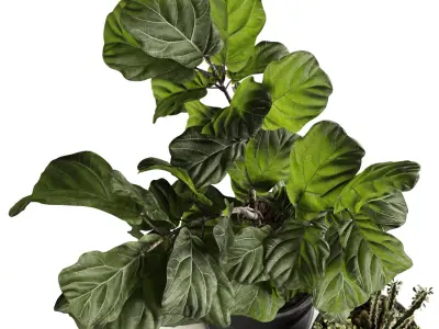 Houseplants collection