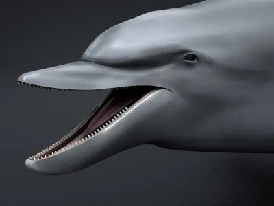 Bottlenose Dolphin Low-poly 3D model
