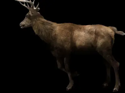 Deer fur rigged 3D model 3D model