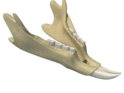 Animal jawbone 3D model