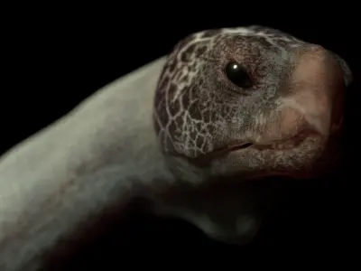 Turtle Low-poly 3D model