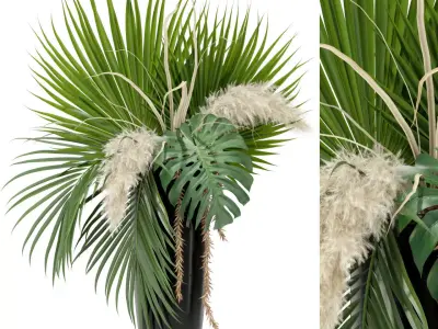 Plants collection 368 3D model