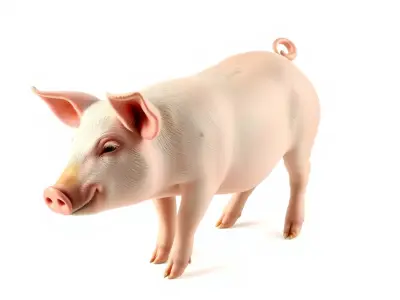 Realistic Pig Model with Pink Body model pack Low-poly 3D model