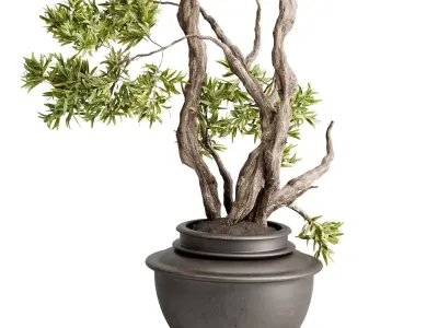 Tree Plants in a old wooden Pot - Indoor Plant set 673 3D model