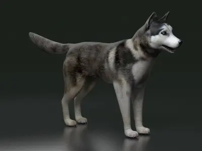 husky dog terrier Pet Dog arctic Labrador 3D model