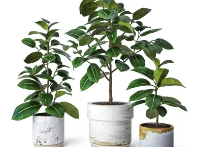 Ficus Elastica 2 3D model