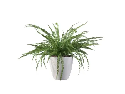 Fern 08 in white pot 3D model