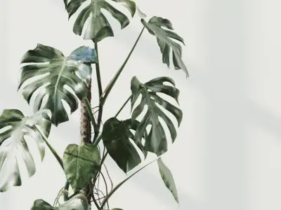 100cm Accurate high-poly Monstera Deliciosa in pot 3D model