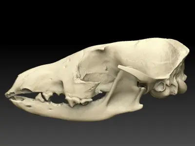 Fox Skull with Jaw Scan 3D model