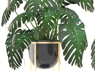 Monstera monster plant in gold stand 3D model