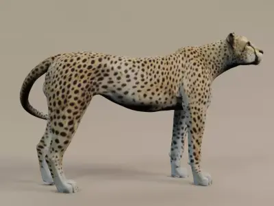 Cheetah Low-poly 3D model