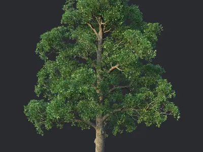 White Oak 01 3D model