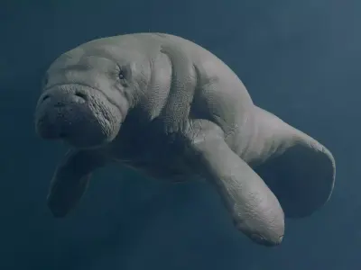 Florida Manatee 3D model