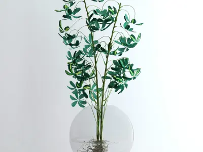 Schefflera Double 3D model