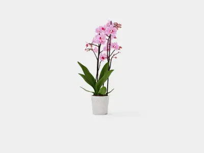 Phalaenopsis seasonal 2 branch 22 mini flowers mix Low-poly 3D model