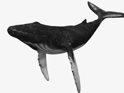 Humpback whale Low-poly 3D model