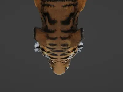 semi-realistic tiger 3d model Low-poly 3D model