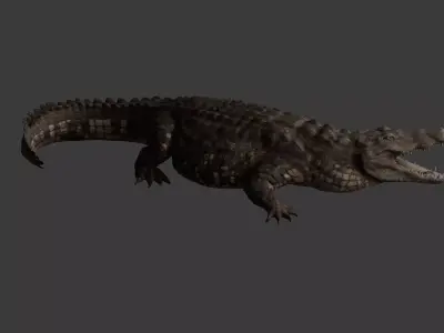 Realistic Crocodile - Alligator 3D model