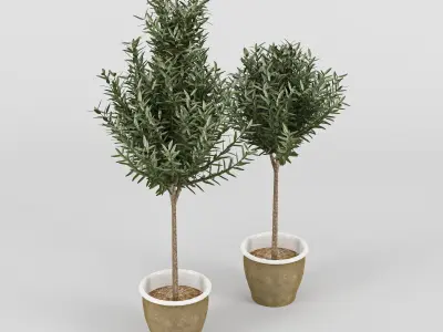 Olive Tree in Pot 3D model