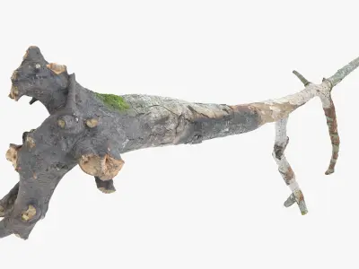 Withered Broken Tree with Roots Low-poly 3D model