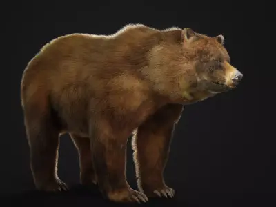 Bear Animal 3D  3D model