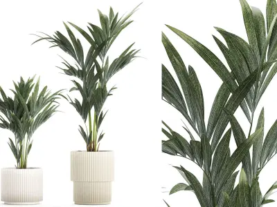 Beautiful Howea palm tree in a flower pot for decoration 1291 3D model