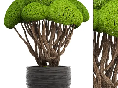 Bonsai tree 3D model