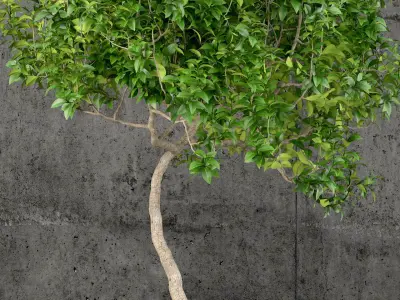 Plants collection 61 3D model