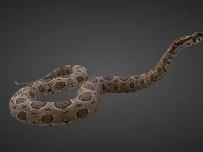 Russell Viper Rigged VFX Grace 3D model