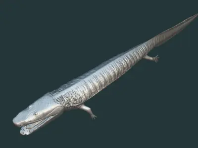 Greererpeton burkemorani Low-poly 3D model