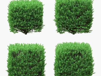 Boxwood cubes 84 - 105cm high 3D model