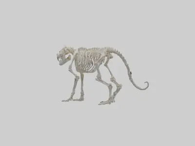 Tiger Skeleton model Low-poly 3D model