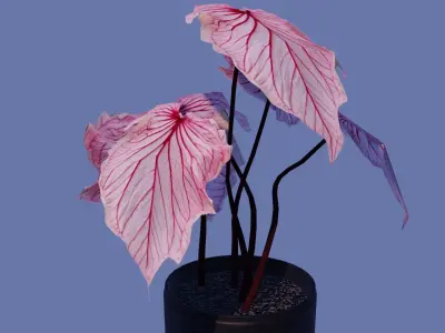 Pink Monstera Plant  Low-poly 3D model