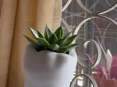 Tooth Dentist Vase 3D Print model 3D print model