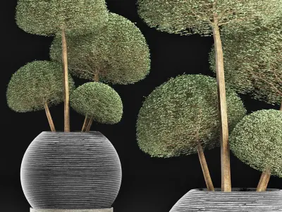 Plants Collection 178 Ligustrum Lucidum Corona 3D model