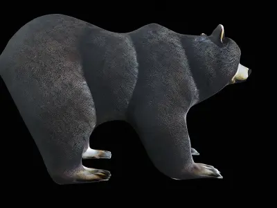 Cartoon Bear 3D model