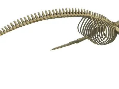 Humpback Skeleton 3D model