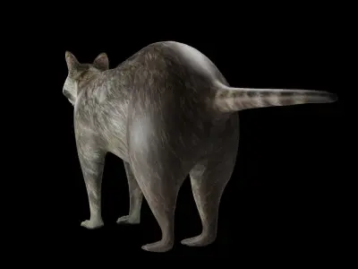 Raccoon NO Rigged in Blender Low-poly 3D model