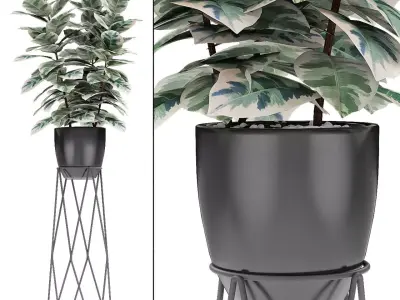 Plant in Pot Flowerpot Exotic Plant 3D model 20