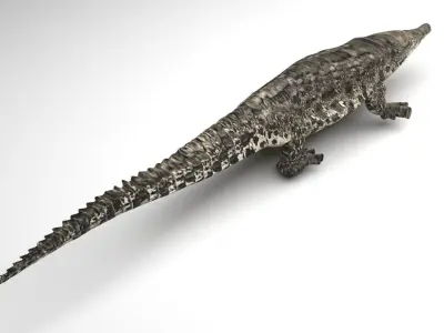 Crocodile 3D model