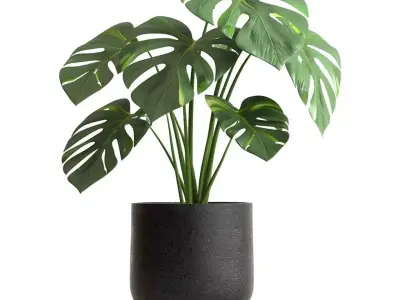 Monstera Plant 3D Realistic Indoor Greenery Modern Design Low-poly 3D model
