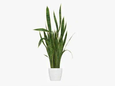 Snake plant Dracaena trifasciata 01 3D model