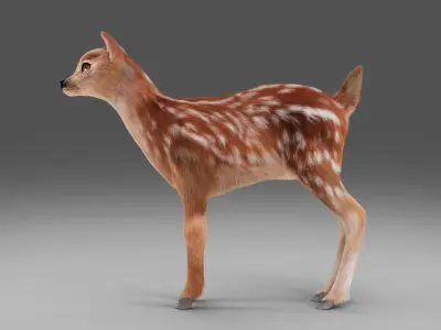Fur Fawn Deer NO Rigged Blender Low-poly 3D model