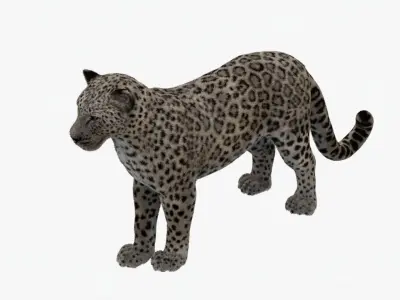 MAYA XGEN FUR Leopard  Low-poly 3D model