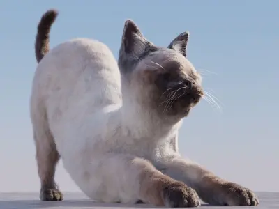 Cat white black calico tabby orange siamese sphynx etc 3D model