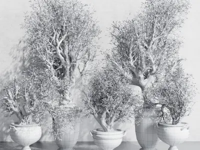 Olive tree in an old classical vase outdoor plant set 143 Low-poly 3D model