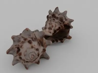 Seashell two sea shells 3D model