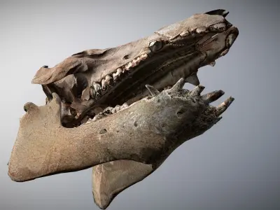 Photorealistic Wild Boar skull and a lower jaw Low-poly 3D model